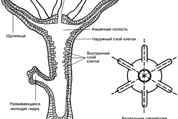 Мега кракен